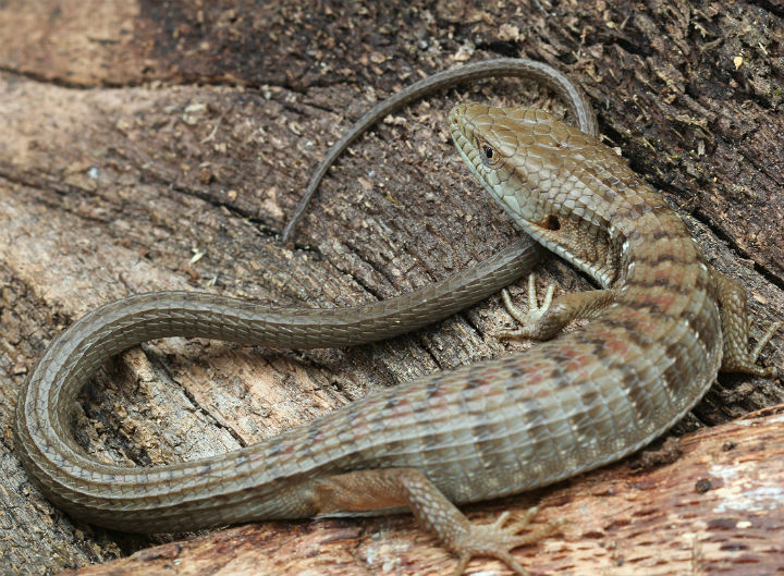 Southern Alligator Lizard